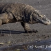 dragon_komodo_hsb_rinca_h_2386_kom4755.jpg